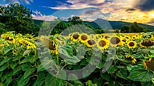 Sunset in the sunflower field