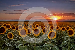 Sunset in sunflower fields in Colorado near Denver International Airport