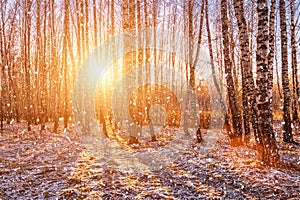 Sunset or sunrise in a birch grove with a falling snow. Rows of birch trunks with the sun`s rays. Snowfall