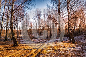 Sunset or sunrise in a birch grove with the first winter snow. Rows of birch trunks