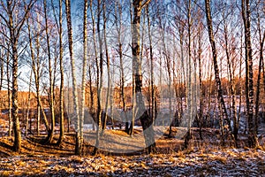 Sunset or sunrise in a birch grove with the first winter snow. Rows of birch trunks