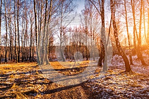 Sunset or sunrise in a birch grove with a first winter snow. Rows of birch trunks with the sun`s rays
