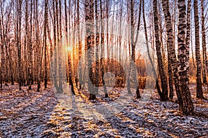 Sunset or sunrise in a birch grove with the first winter snow. Rows of birch trunks with the sun's rays passing through them