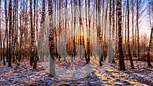 Sunset or sunrise in a birch grove with the first winter snow. Rows of birch trunks with the sun's rays passing through them