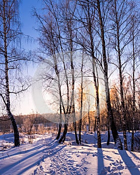 Sunset or sunrise in a birch grove with winter snow. Rows of birch trunks with the sun`s rays