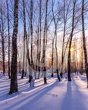 Sunset or sunrise in a birch grove with winter snow. Rows of birch trunks with the sun`s rays