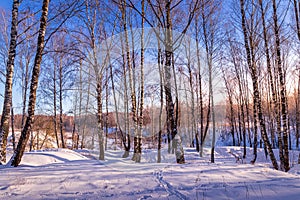 Sunset or sunrise in a birch grove with winter snow. Rows of birch trunks with the sun`s rays