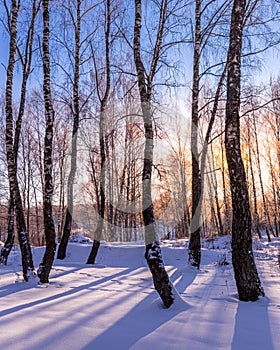 Sunset or sunrise in a birch grove with winter snow. Rows of birch trunks with the sun`s rays