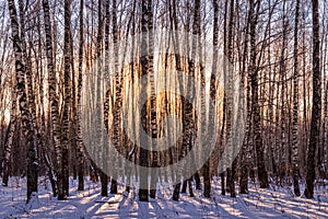 Sunset or sunrise in a birch grove with winter snow. Rows of birch trunks with the sun`s rays