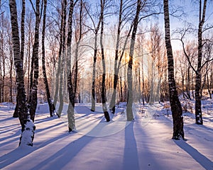 Sunset or sunrise in a birch grove with winter snow. Rows of birch trunks with the sun`s rays