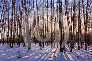 Sunset or sunrise in a birch grove with winter snow. Rows of birch trunks with the sun`s rays