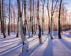 Sunset or sunrise in a birch grove with winter snow. Rows of birch trunks with the sun`s rays