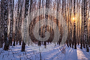 Sunset or sunrise in a birch grove with winter snow. Rows of birch trunks with the sun`s rays