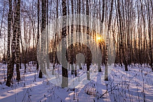 Sunset or sunrise in a birch grove with winter snow. Rows of birch trunks with the sun`s rays