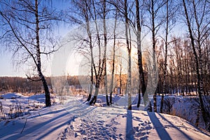 Sunset or sunrise in a birch grove with winter snow. Rows of birch trunks with the sun`s rays