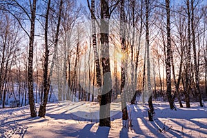 Sunset or sunrise in a birch grove with winter snow. Rows of birch trunks with the sun`s rays