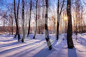 Sunset or sunrise in a birch grove with winter snow. Rows of birch trunks with the sun`s rays