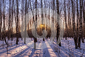 Sunset or sunrise in a birch grove with winter snow. Rows of birch trunks with the sun`s rays