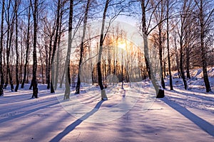 Sunset or sunrise in a birch grove with winter snow. Rows of birch trunks with the sun`s rays