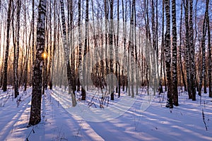 Sunset or sunrise in a birch grove with winter snow. Rows of birch trunks with the sun`s rays