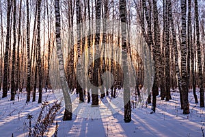 Sunset or sunrise in a birch grove with winter snow. Rows of birch trunks with the sun`s rays