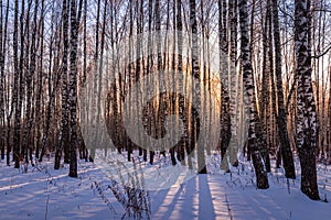 Sunset or sunrise in a birch grove with winter snow. Rows of birch trunks with the sun`s rays