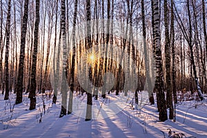 Sunset or sunrise in a birch grove with winter snow. Rows of birch trunks with the sun`s rays