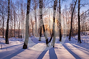 Sunset or sunrise in a birch grove with winter snow. Rows of birch trunks with the sun`s rays