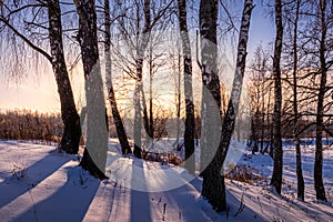 Sunset or sunrise in a birch grove with winter snow. Rows of birch trunks with the sun`s rays