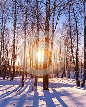 Sunset or sunrise in a birch grove with winter snow. Rows of birch trunks with the sun`s rays