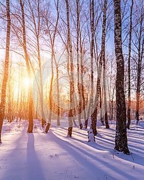 Sunset or sunrise in a birch grove with winter snow. Rows of birch trunks with the sun`s rays