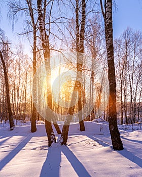 Sunset or sunrise in a birch grove with winter snow. Rows of birch trunks with the sun`s rays