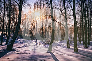 Sunset or sunrise in a birch grove with winter snow. Rows of birch trunks with the sun& x27;s rays. Vintage camera film