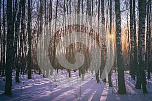 Sunset or sunrise in a birch grove with winter snow. Rows of birch trunks with the sun& x27;s rays. Vintage camera film