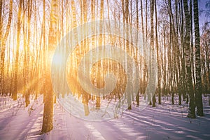 Sunset or sunrise in a birch grove with winter snow. Rows of birch trunks with the sun& x27;s rays. Vintage camera film