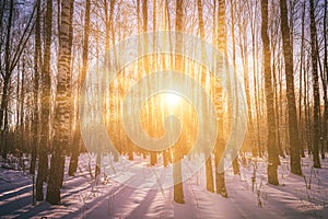 Sunset or sunrise in a birch grove with winter snow. Rows of birch trunks with the sun& x27;s rays. Vintage camera film