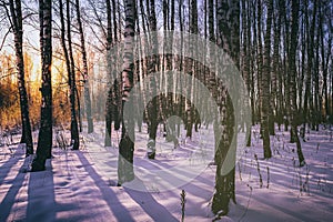 Sunset or sunrise in a birch grove with winter snow. Rows of birch trunks with the sun& x27;s rays. Vintage camera film