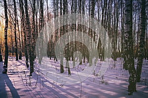 Sunset or sunrise in a birch grove with winter snow. Rows of birch trunks with the sun& x27;s rays. Vintage camera film