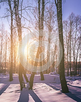 Sunset or sunrise in a birch grove with winter snow. Rows of birch trunks with the sun& x27;s rays. Vintage film