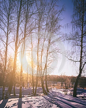 Sunset or sunrise in a birch grove with winter snow. Rows of birch trunks with the sun& x27;s rays. Vintage film