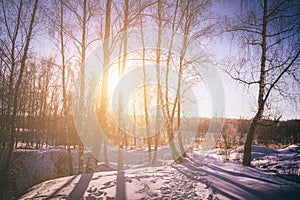 Sunset or sunrise in a birch grove with winter snow. Rows of birch trunks with the sun& x27;s rays. Vintage film