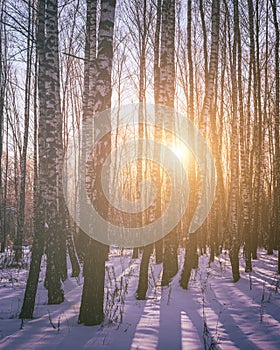 Sunset or sunrise in a birch grove with winter snow. Rows of birch trunks with the sun& x27;s rays. Vintage film