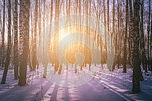 Sunset or sunrise in a birch grove with winter snow. Rows of birch trunks with the sun& x27;s rays. Vintage film