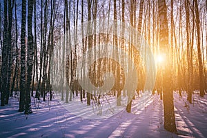 Sunset or sunrise in a birch grove with winter snow. Rows of birch trunks with the sun& x27;s rays. Vintage film