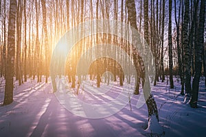 Sunset or sunrise in a birch grove with winter snow. Rows of birch trunks with the sun& x27;s rays. Vintage film