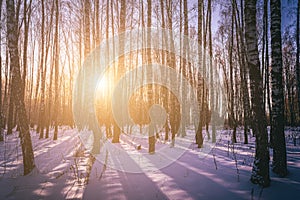 Sunset or sunrise in a birch grove with winter snow. Rows of birch trunks with the sun& x27;s rays. Vintage film