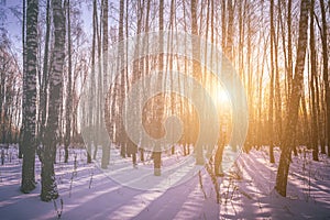 Sunset or sunrise in a birch grove with winter snow. Rows of birch trunks with the sun& x27;s rays. Vintage film