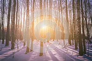 Sunset or sunrise in a birch grove with winter snow. Rows of birch trunks with the sun& x27;s rays. Vintage film