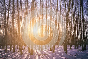 Sunset or sunrise in a birch grove with winter snow. Rows of birch trunks with the sun& x27;s rays. Vintage film