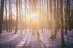 Sunset or sunrise in a birch grove with winter snow. Rows of birch trunks with the sun& x27;s rays. Vintage film